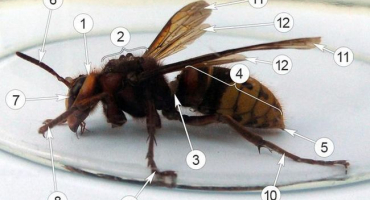 Popis vosy, její anatomie a stavba, kolik má křídel a dalších částí těla